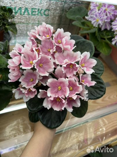 Фиалки сортовые