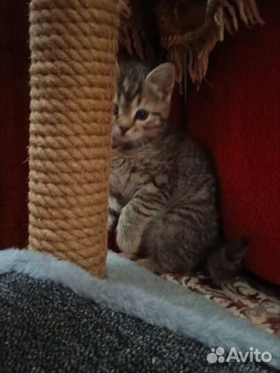 Отдам в добрые руки котиков мальчика и девочку