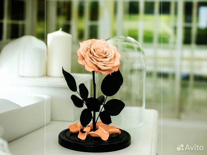 Роза в колбе Deluxe Персиковая