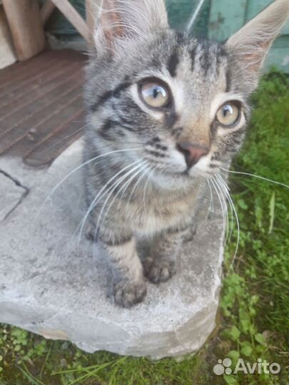 Отдам котенка в добрые руки