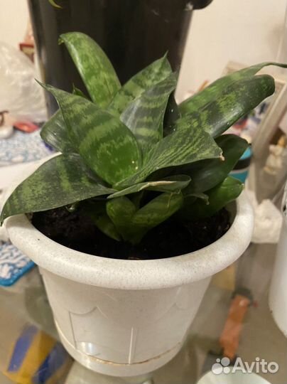 Сансевиерия