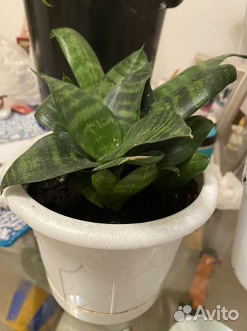 Сансевиерия