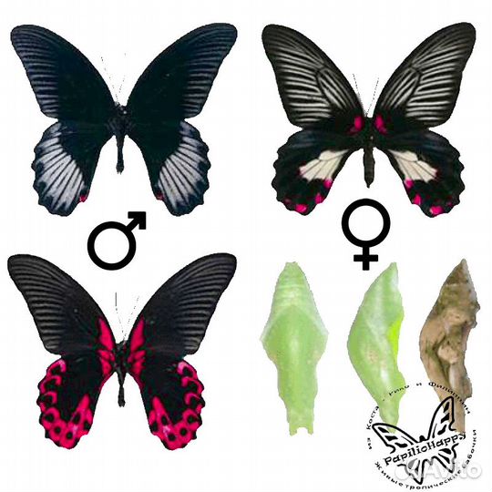 Необычный подарок для ребенка и взрослого