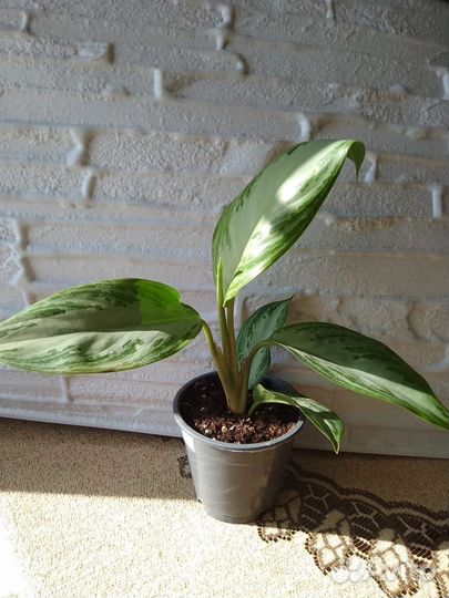 Аглаонема сильвер бей