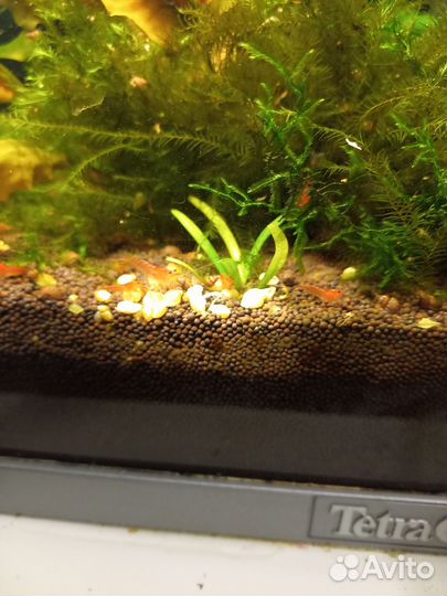 Креветка аквариумная красный огонь