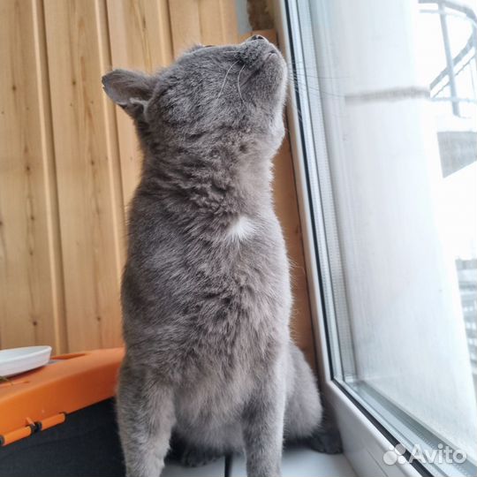 Отдам кота в добрые руки