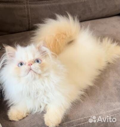 Персидский котик