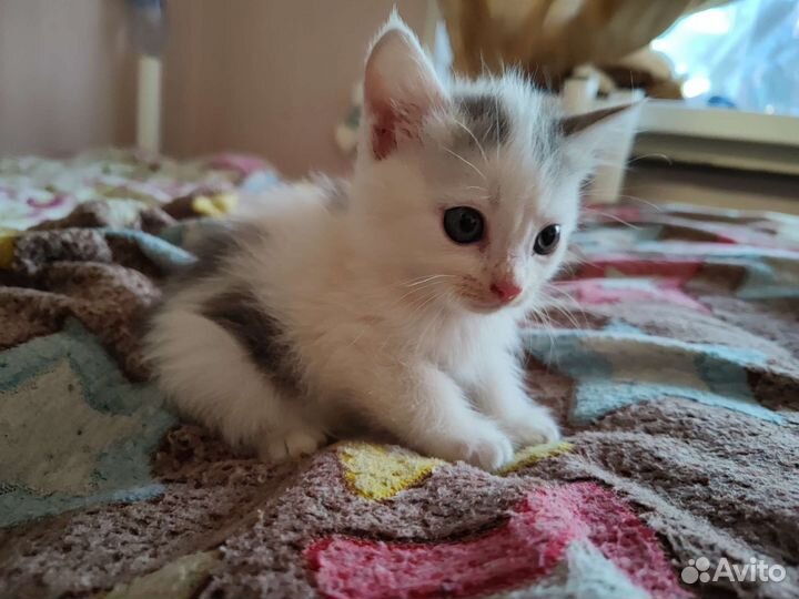 Котенок девочка в добрые руки