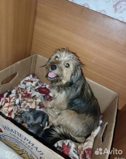 Щенки помесь йорский терьер