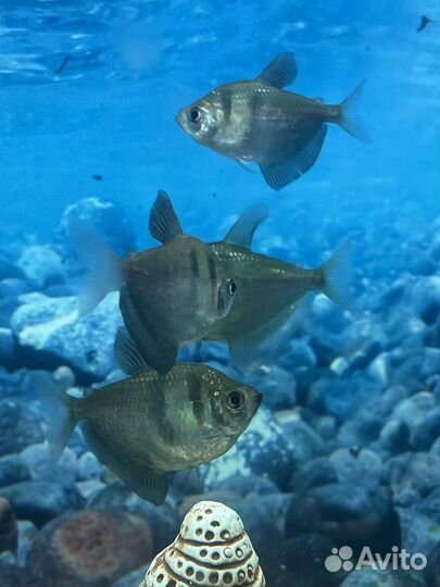 Тернеция в добрые руки стайка 5 штук