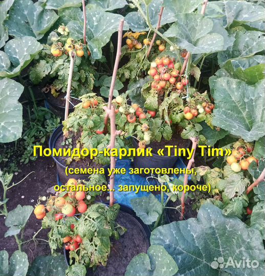 Томат комнатный Tiny Tim (Крошка Тим) 30 семян