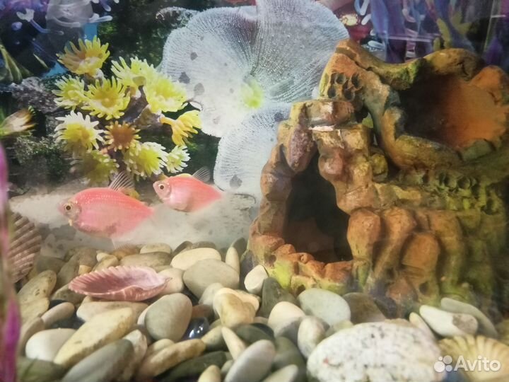 Аквариум