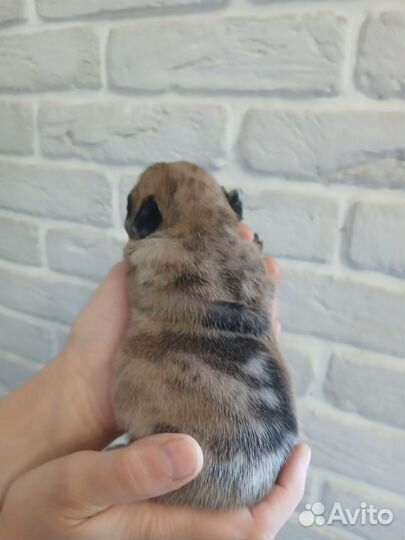Французский бульдог щенки
