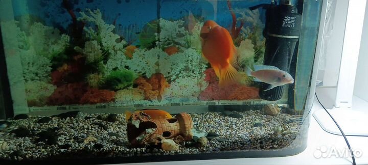 Аквариум с рыбками бу