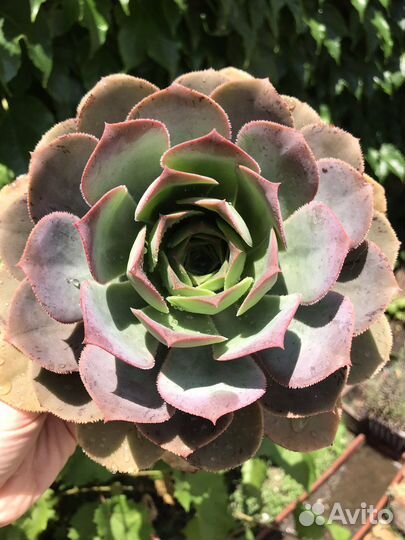 Эониум aeonium davidbramwellii
