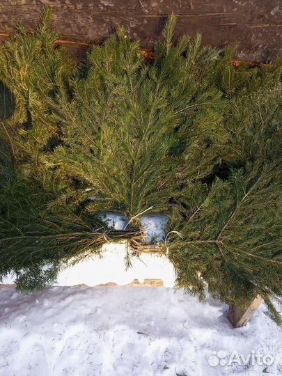 Веники для бани пихта