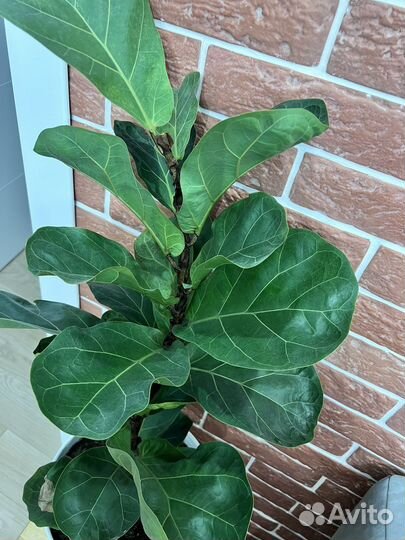 Фикус лирата