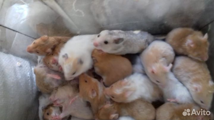 Хомяки, Морские Свинки