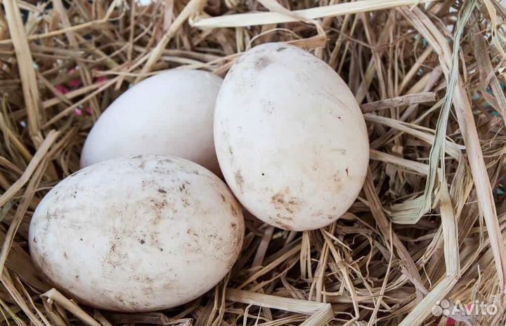 Инкубационное яйцо утиное(белой,мускусной утки )