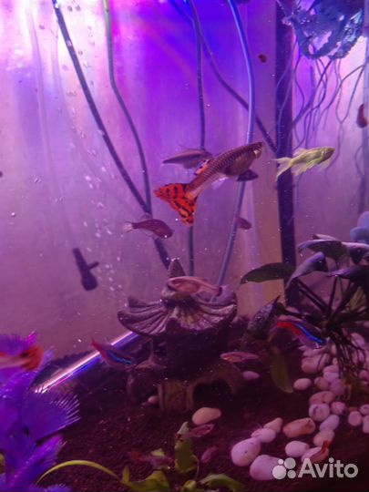 Рыбки гуппи подростки