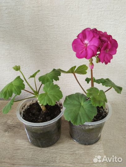 Пеларгонии разные/черенки