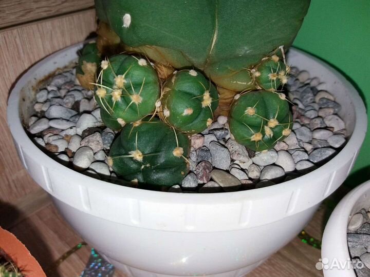 Кактус Гимнокалициум Horstii