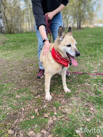 Собака из приюта. Старушка Сара