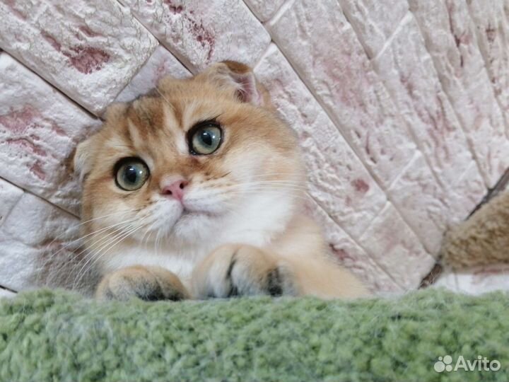 Шотландский вислоухий котик