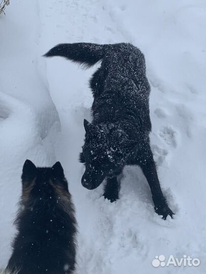 Передержка собак