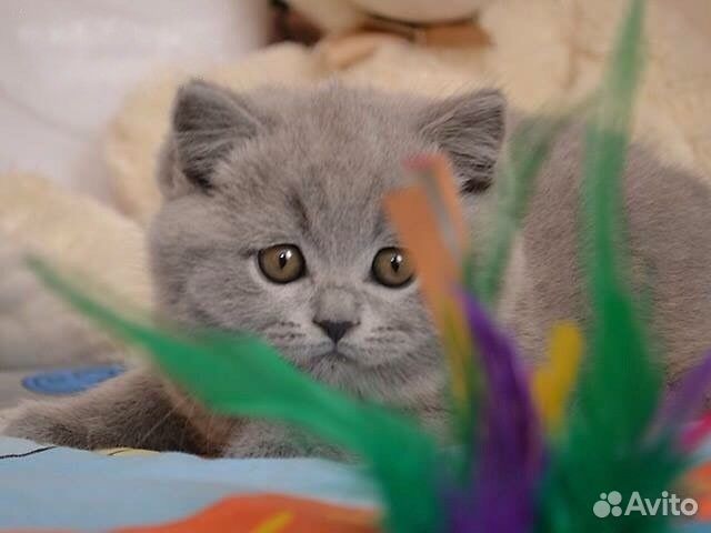 Британские котята