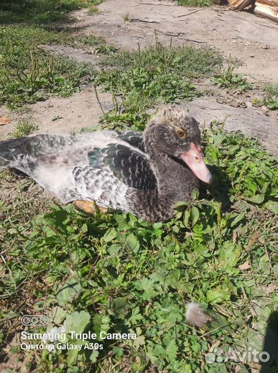 Селезень индоутки