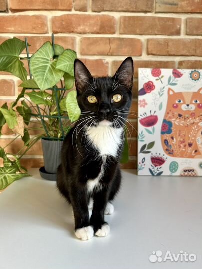 Ласковые котята в добрые руки