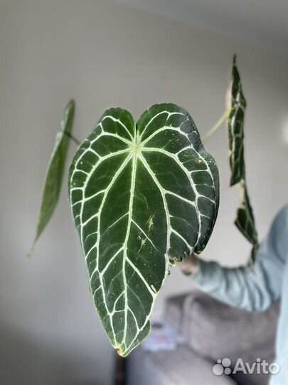 Антуриум кристаллинум