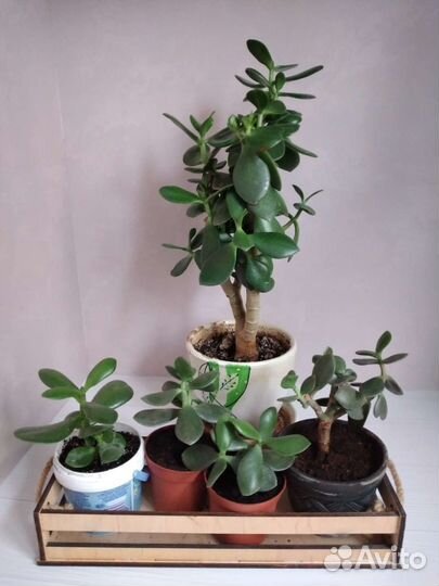 Денежное дерево