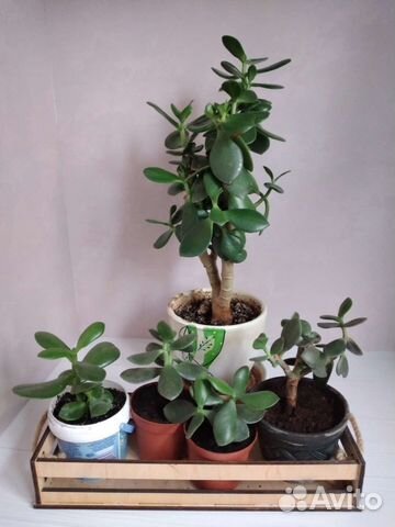 Денежное дерево