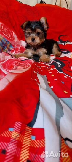 Йоркширский терьер