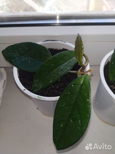 Хойя,гиперастру,м бегония