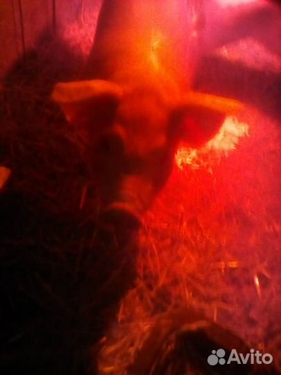 Мясо свинина дюрок