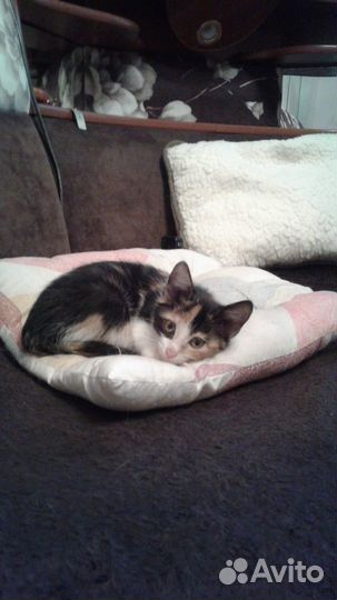 Котенок девочка в добрые руки