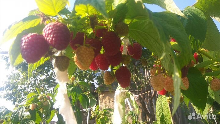 Малина Наследие (Heritage 1969 год) (саженец)