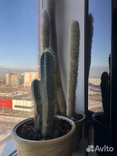 Большой кактус