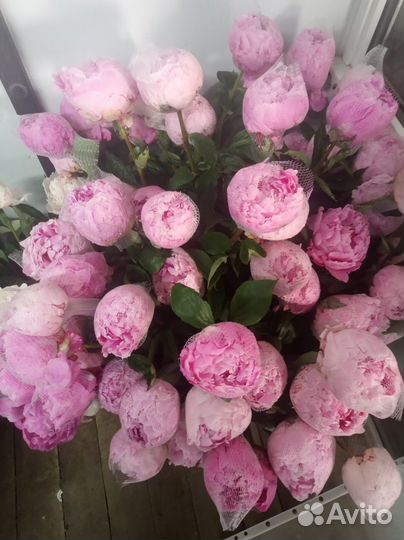 Цветы пионы