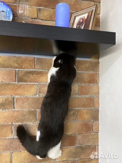 Передержка домашних животных