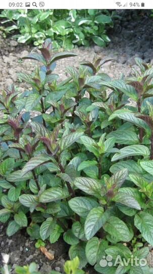 Мята шоколадная