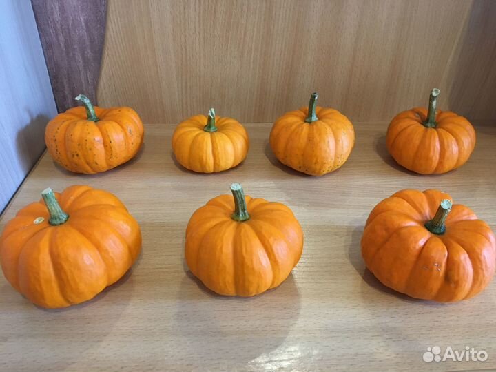 Декоративные тыковки Бэби бу оранжевые