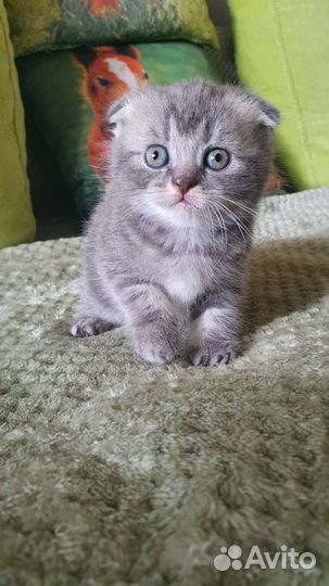 Шотландские вислоухие котята