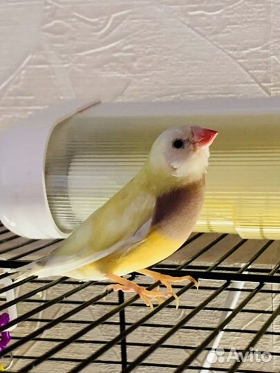 Амадина гульда