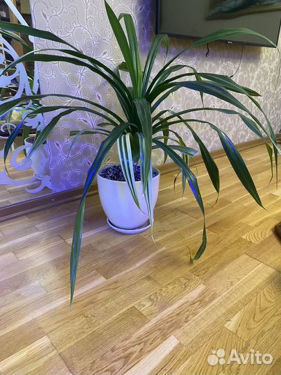 Цветок Панданус большой