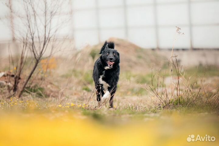 Метис лайки Сева в добрые руки