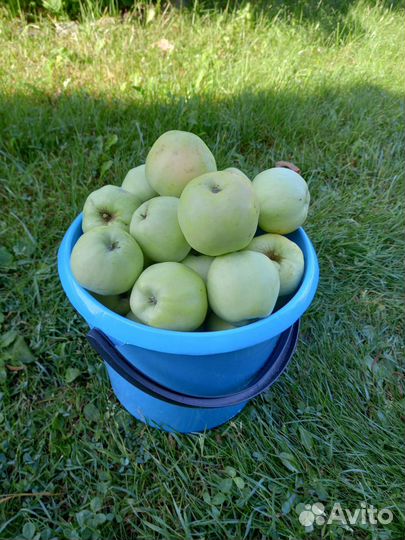 Яблоки сорт Антоновка